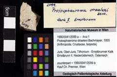 Foto (Objket + Etiketten) von Protosphaeroma straeleni (Bachmayer, 1955) 